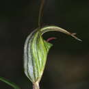 Image of Trowel leaved greenhood orchid