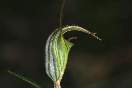 Image of Trowel leaved greenhood orchid