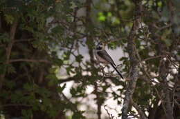 صورة Aegithalos caudatus passekii (Zarudny 1904)