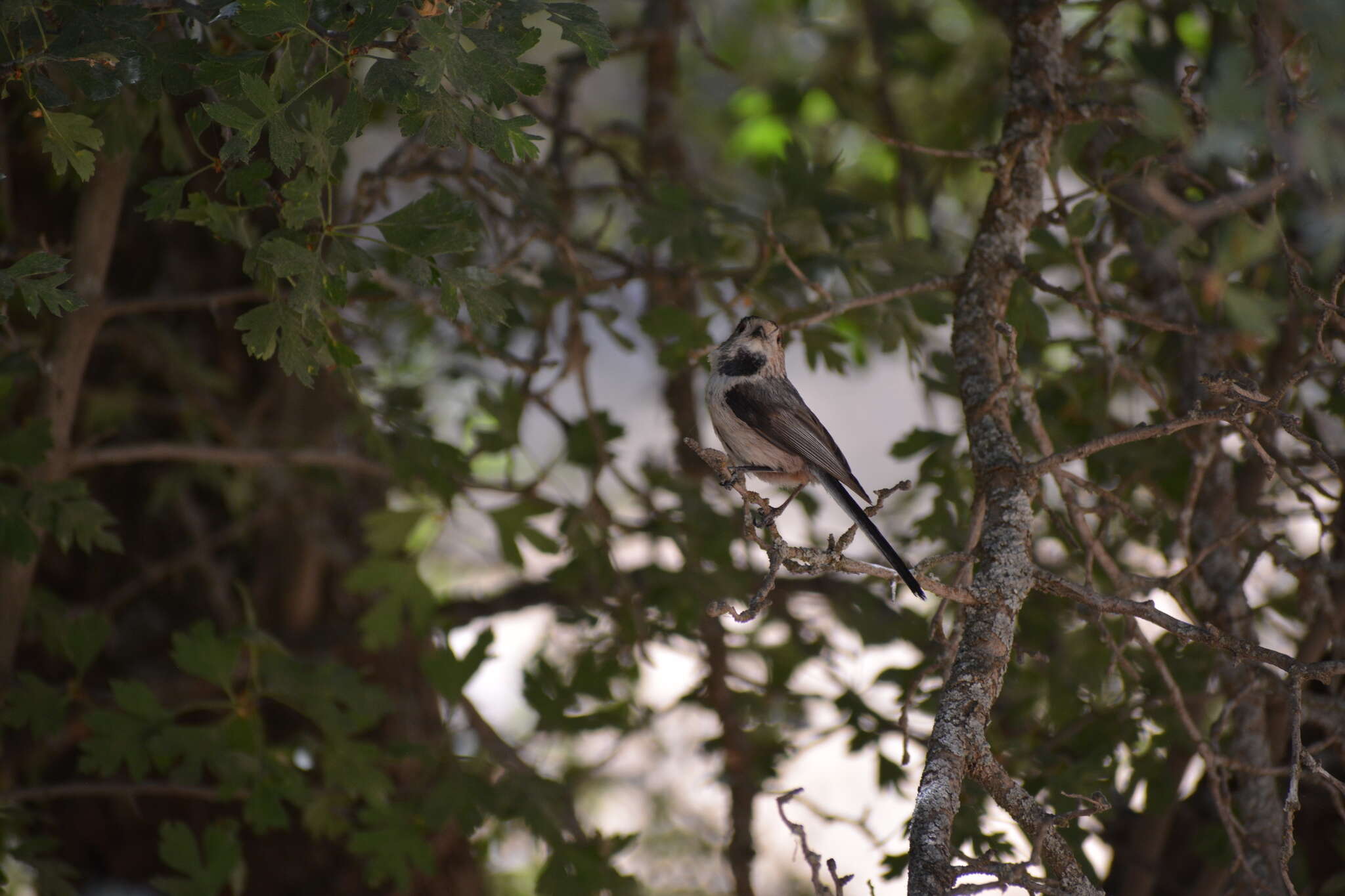 صورة Aegithalos caudatus passekii (Zarudny 1904)