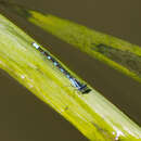 Image of Tule Bluet