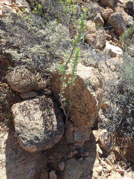 Image of Dyerophytum africanum (Lam.) Kuntze