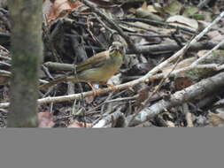 Image of Yellow-whiskered Greenbul