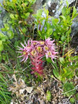 Image de Sempervivum montanum subsp. stiriacum (Wettst. ex Hayek) Hayek