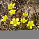 صورة Ranunculus insignis Hook. fil.