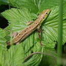 Image de Lacerta bilineata bilineata Daudin 1802