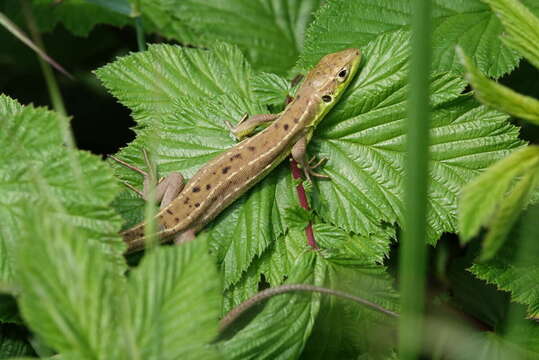 Image of Lacerta bilineata bilineata Daudin 1802