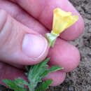 Oenothera laciniata Hill resmi