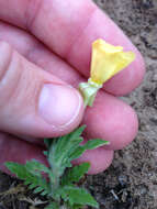 Imagem de Oenothera laciniata Hill