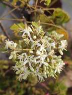 Image of curryleaftree