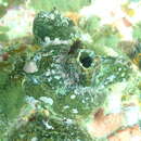 Image of Cunjevoi sea squirt