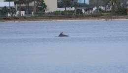 Imagem de Tursiops truncatus truncatus (Montagu 1821)