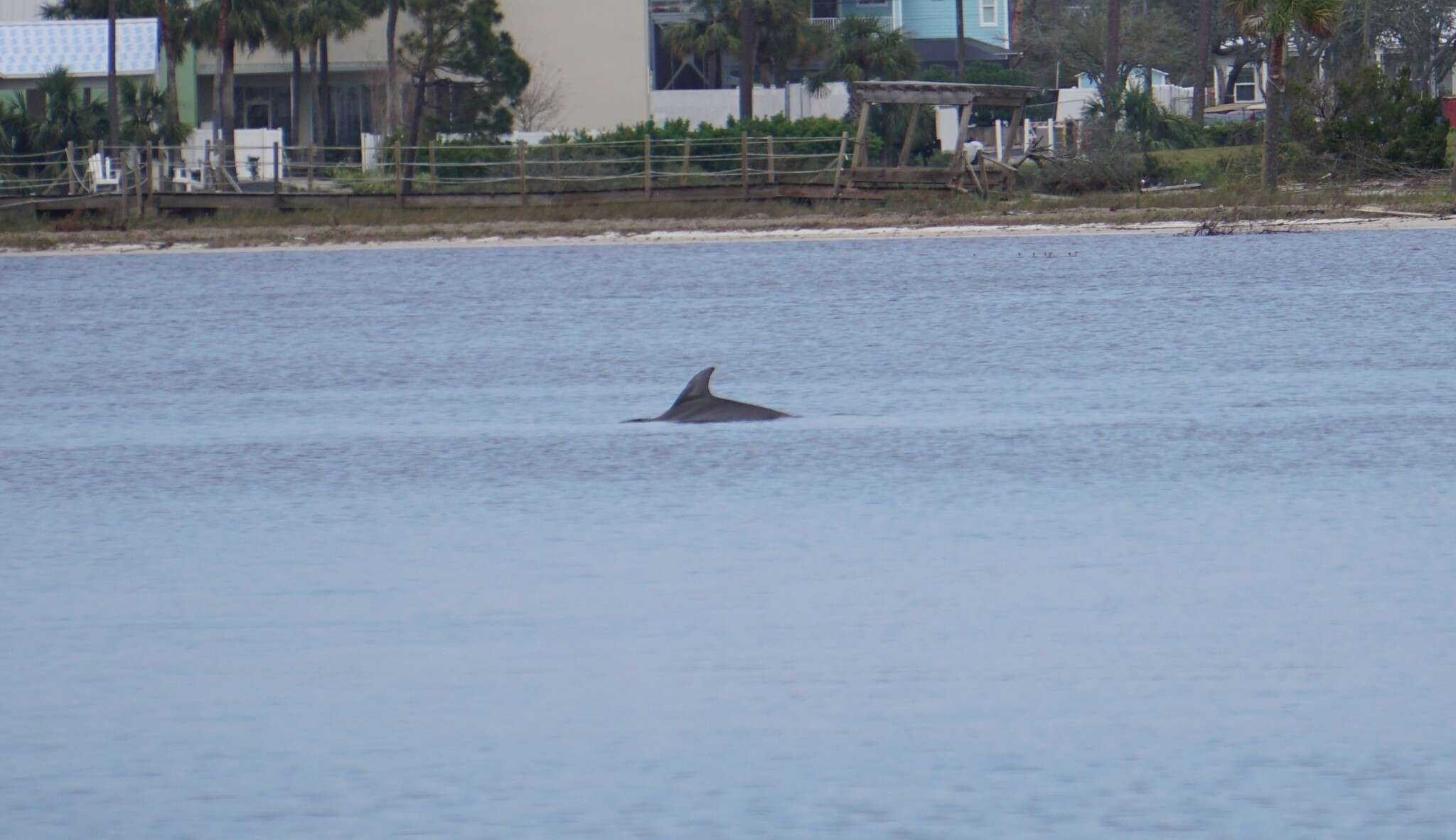 Image of Tursiops truncatus truncatus (Montagu 1821)