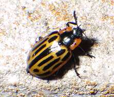 Image of Cottonwood Leaf Beetle