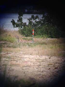 Image of Beach Stone-curlew