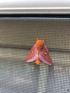 Image of Spiny Oakworm Moth