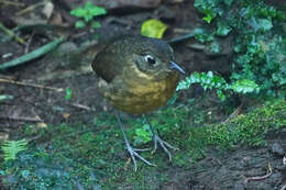 Image of Plain-backed Antpitta