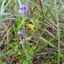 Scutellaria havanensis Jacq. resmi