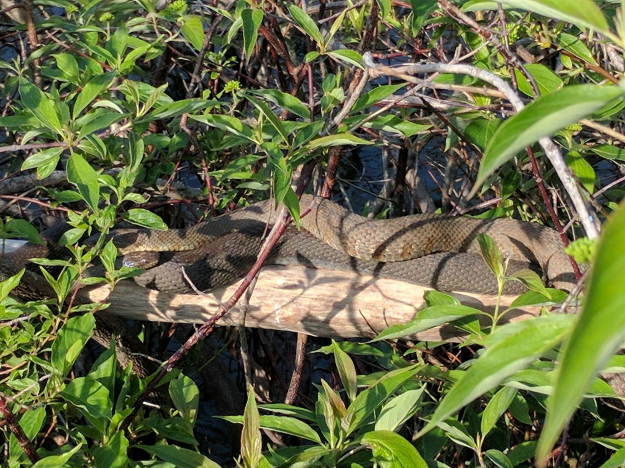 Image of Carolina Water Snake