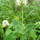 Sivun Trifolium ambiguum M. Bieb. kuva