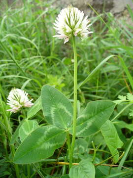 Image of Caucasian clover
