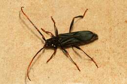 Image of Compsomera nigricollis Gahan 1890