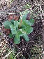 Image of Goniolimon speciosum (L.) Boiss.