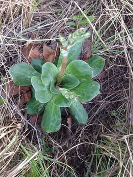 Imagem de Goniolimon speciosum (L.) Boiss.