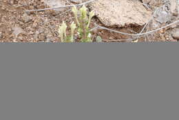 Image of Scutellaria salviifolia Benth.