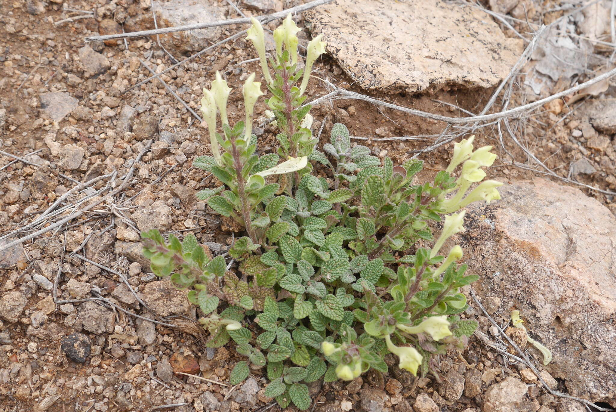 Image of Scutellaria salviifolia Benth.