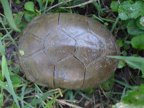 Image of Yellow Mud Turtle