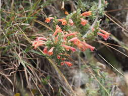 Image of Clinopodium argenteum (Kunth) Govaerts