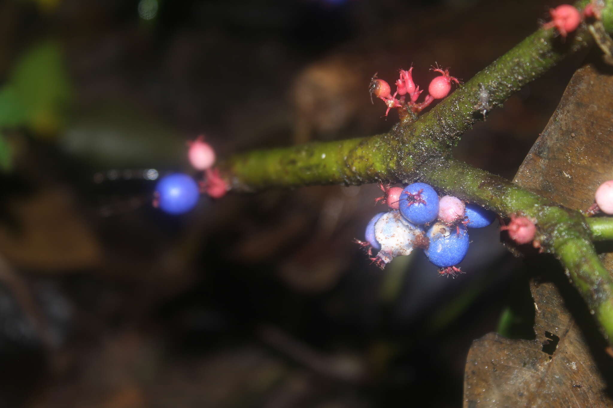 Image de Miconia septuplinervia