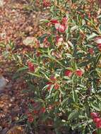 Image of Dodonaea petiolaris F. Müll.