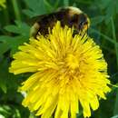 Image of Ashton's Cuckoo Bumblebee