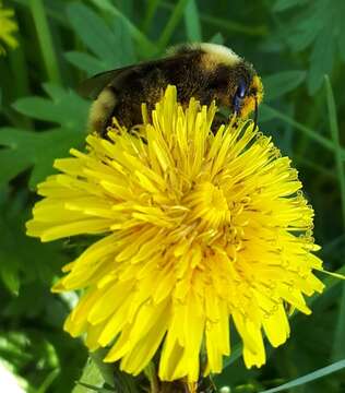 Image of Ashton's Cuckoo Bumblebee