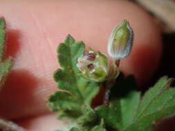 Image of Australian stork's bill