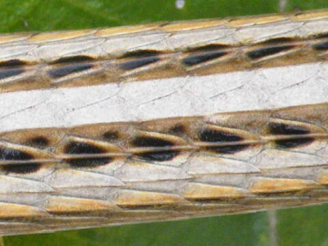 Image of Large-scale Snake Lizard