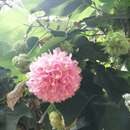 Image de <i>Dombeya</i> × <i>cayeuxii</i>