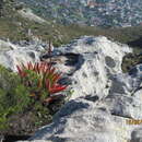 Image de Aloe succotrina Weston