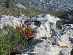 صورة Aloe succotrina Weston