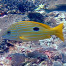 Image of Blue line snapper