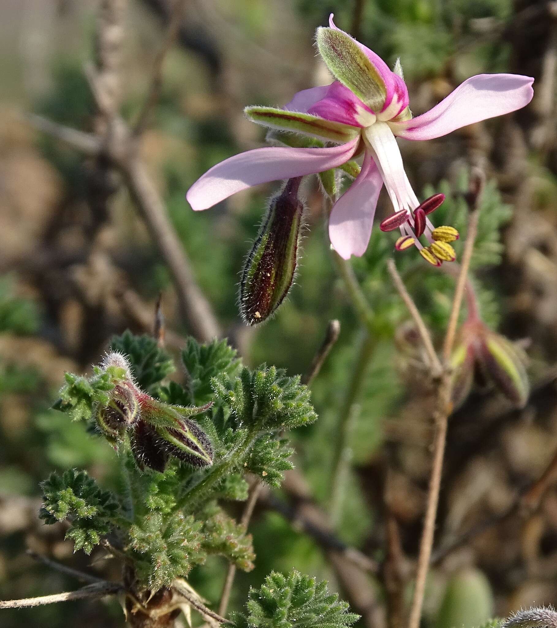 Image of Pelargonium oreophilum Schltr.