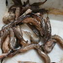 Image of Bail shrimp