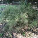 Image of bamboo muhly