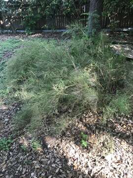 Muhlenbergia dumosa Scribn. ex Vasey resmi