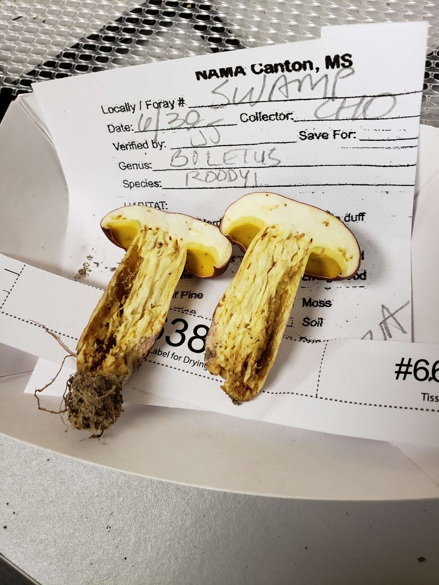 Image of Boletus roodyi B. Ortiz, D. P. Lewis & Both 2009