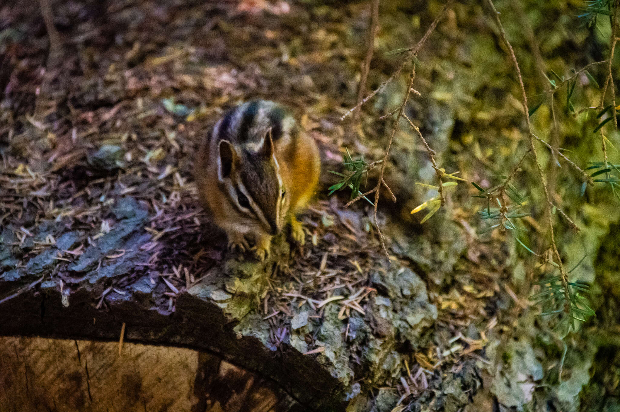 Image of red-tailed chipmunk