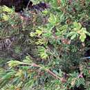 Image of Boronia citriodora subsp. citriodora