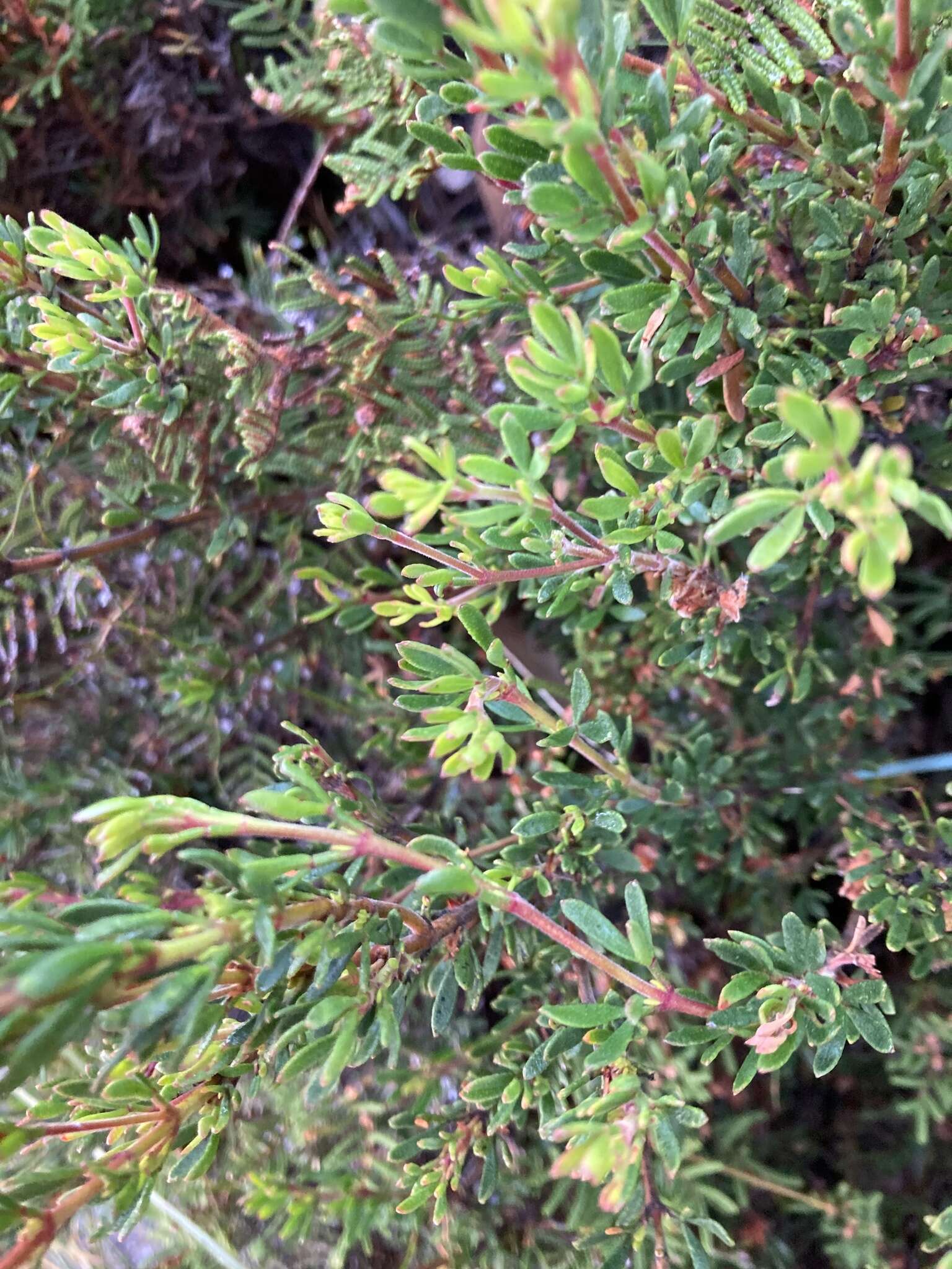 Image of Boronia citriodora subsp. citriodora